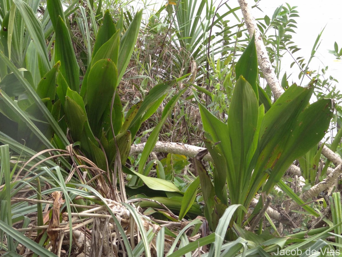 Hanguana anthelminthica (Blume ex Schult. & Schult.f.) Masam.